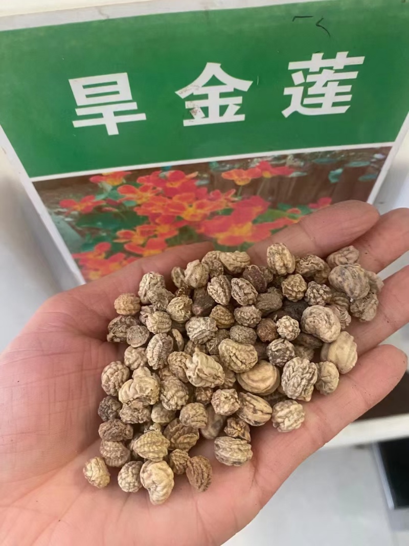 旱金莲厂家货源批发价格全国发货价格便宜欢迎下单咨询