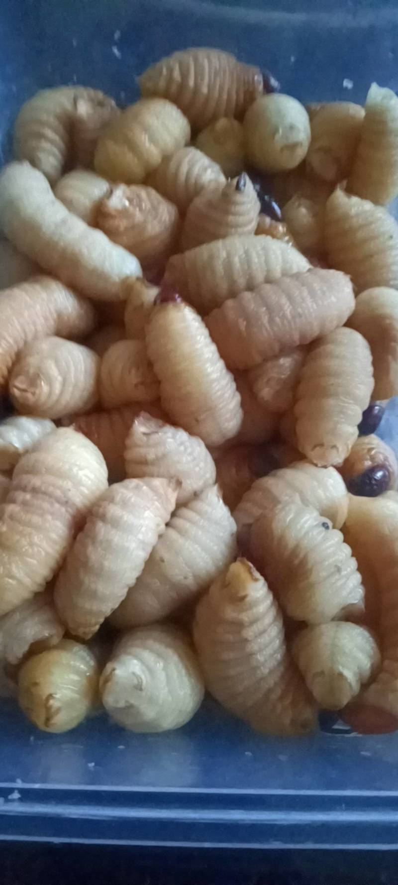 竹笋虫