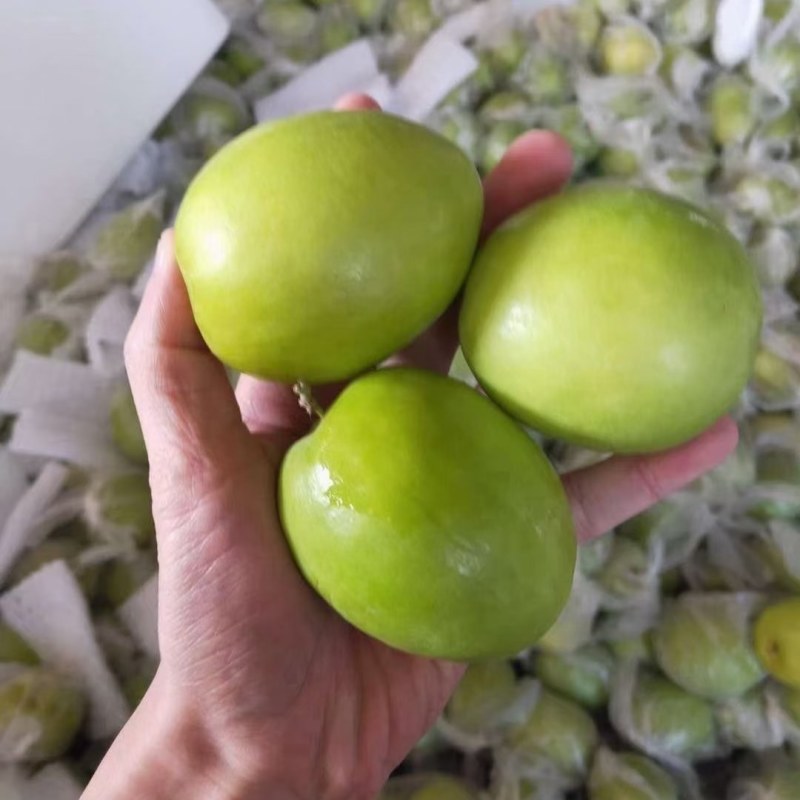 牛奶青枣