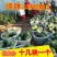 当季麒麟西瓜8424超甜黑籽新鲜现摘一件代发包邮批发装车