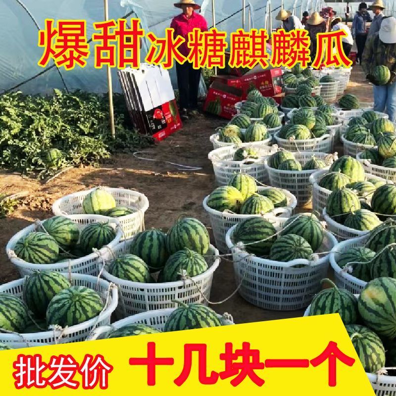 当季麒麟西瓜8424超甜黑籽新鲜现摘一件代发包邮批发装车