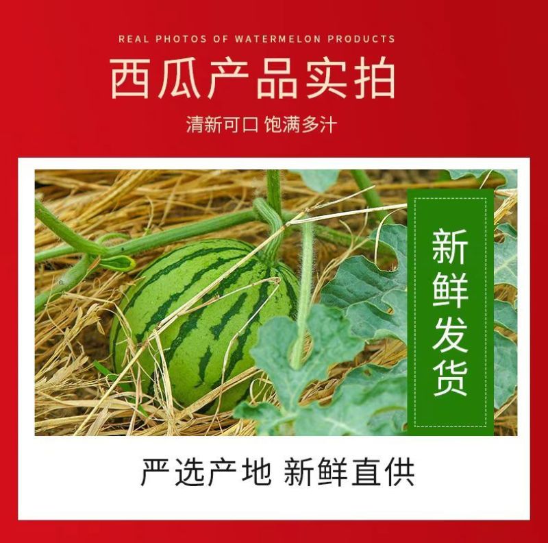 当季麒麟西瓜8424超甜黑籽新鲜现摘一件代发包邮批发装车
