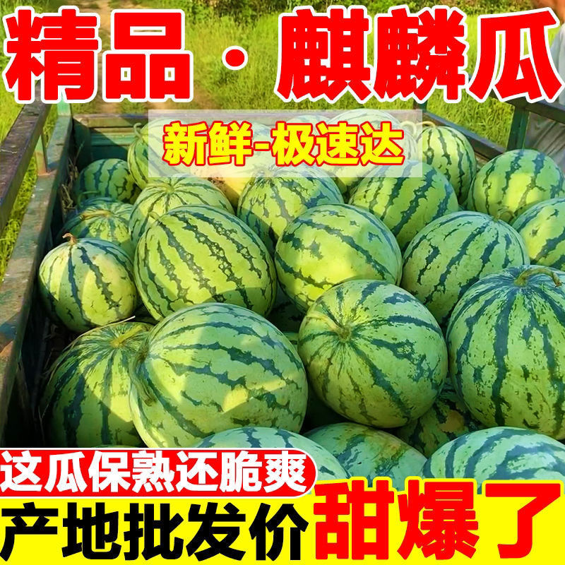 当季麒麟西瓜8424超甜黑籽新鲜现摘一件代发包邮批发装车