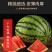 当季麒麟西瓜8424超甜黑籽新鲜现摘一件代发包邮批发装车