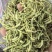精选烘干四季金银花