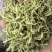 精选烘干四季金银花