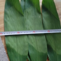 大量供应鲜叶，干叶