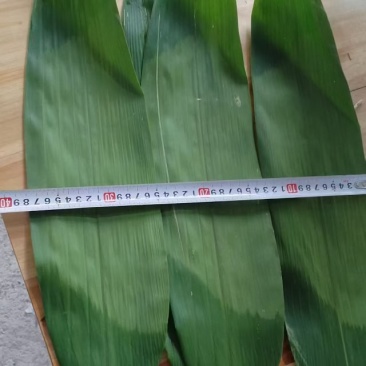 大量供应鲜叶，干叶