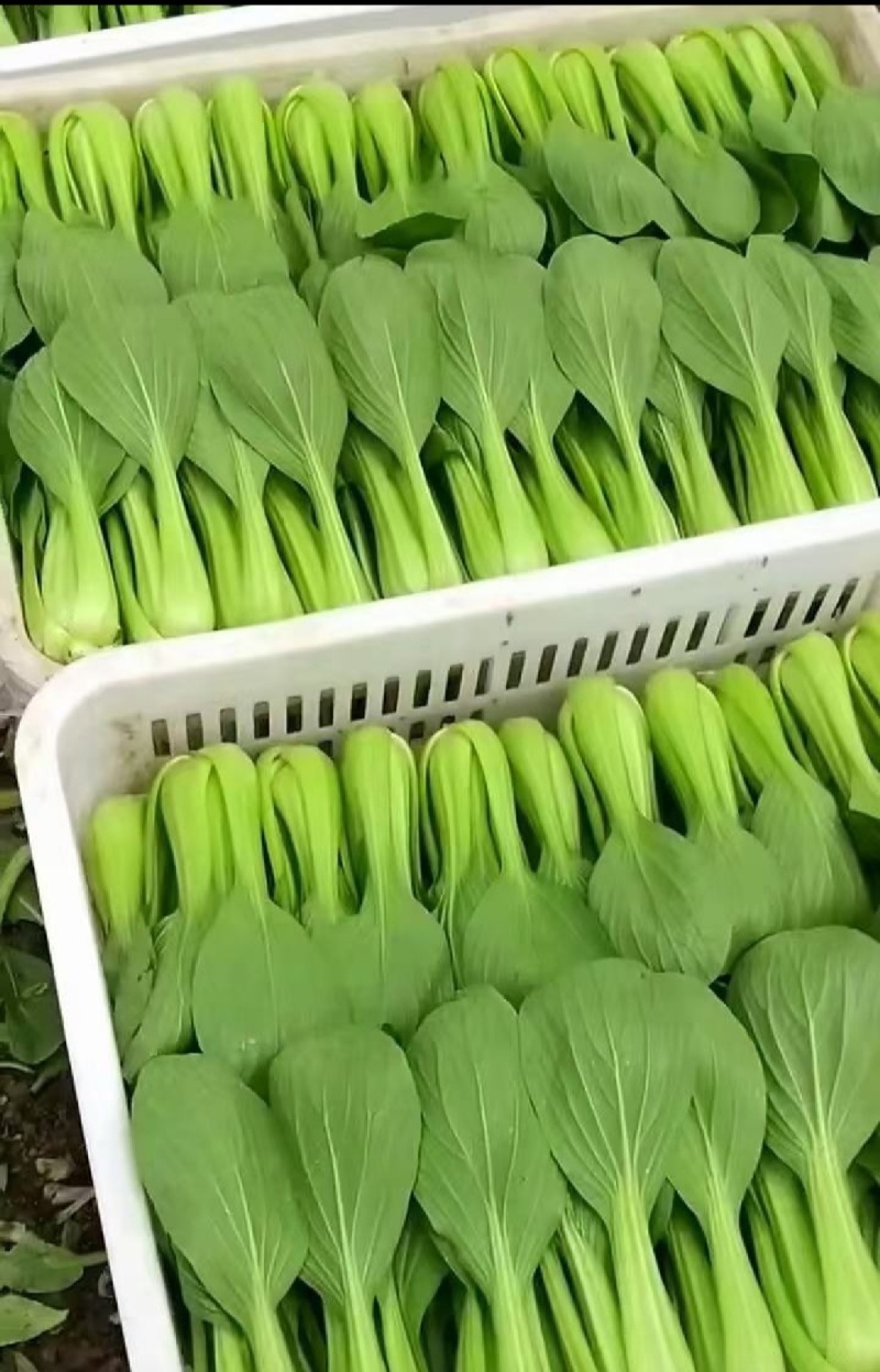 精品上海青产地一手货源对接电商市场超市长期发货