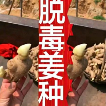 姜种批发【368高产大黄姜种】提供技术全国发货