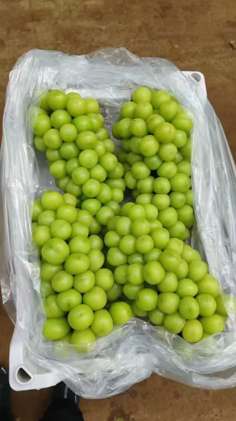 阳光玫瑰晴王葡萄，辽宁省锦州市冷库葡萄，诚信经营全国发货