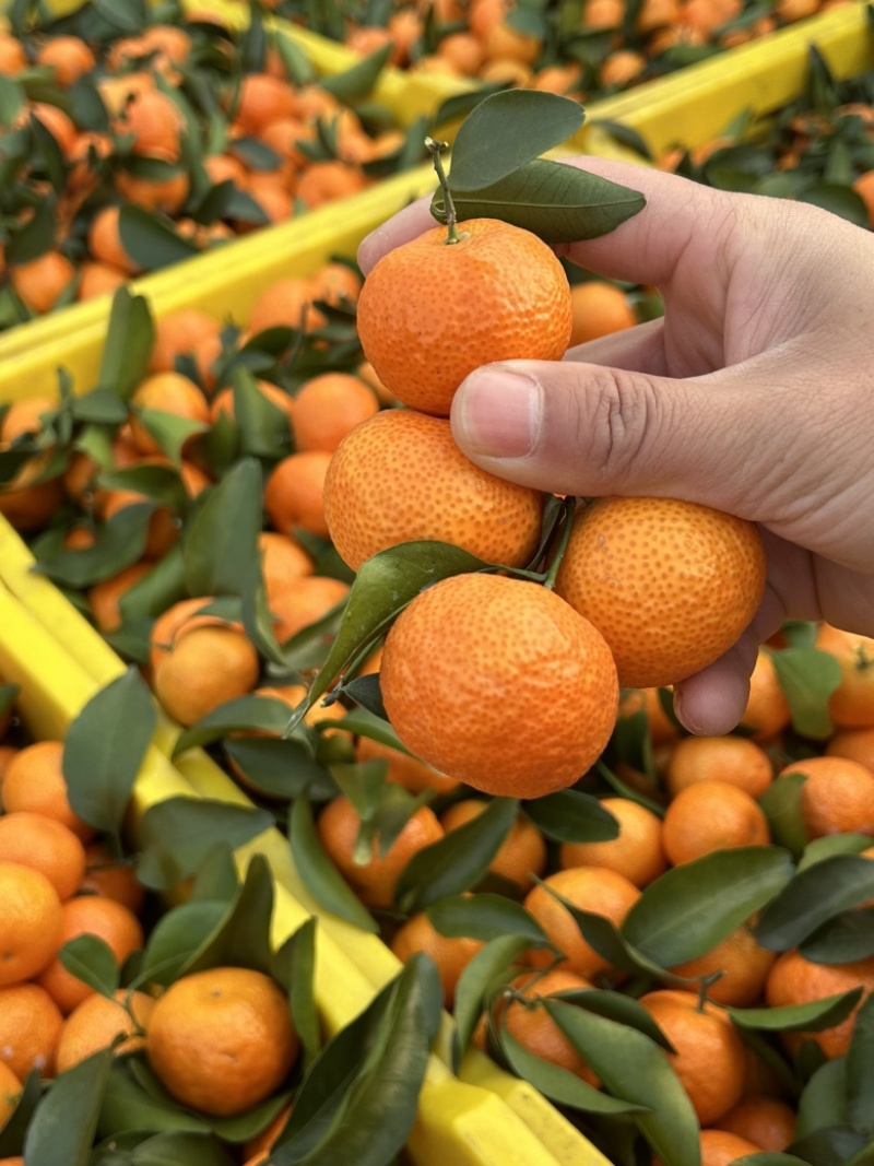 砂糖橘广西沙糖桔糖度高皮薄大量供应全国发货