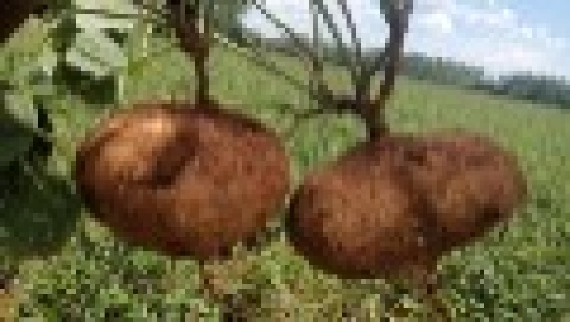 广东凉薯产地常年大量供应凉薯（白地瓜、豆薯）量大从优