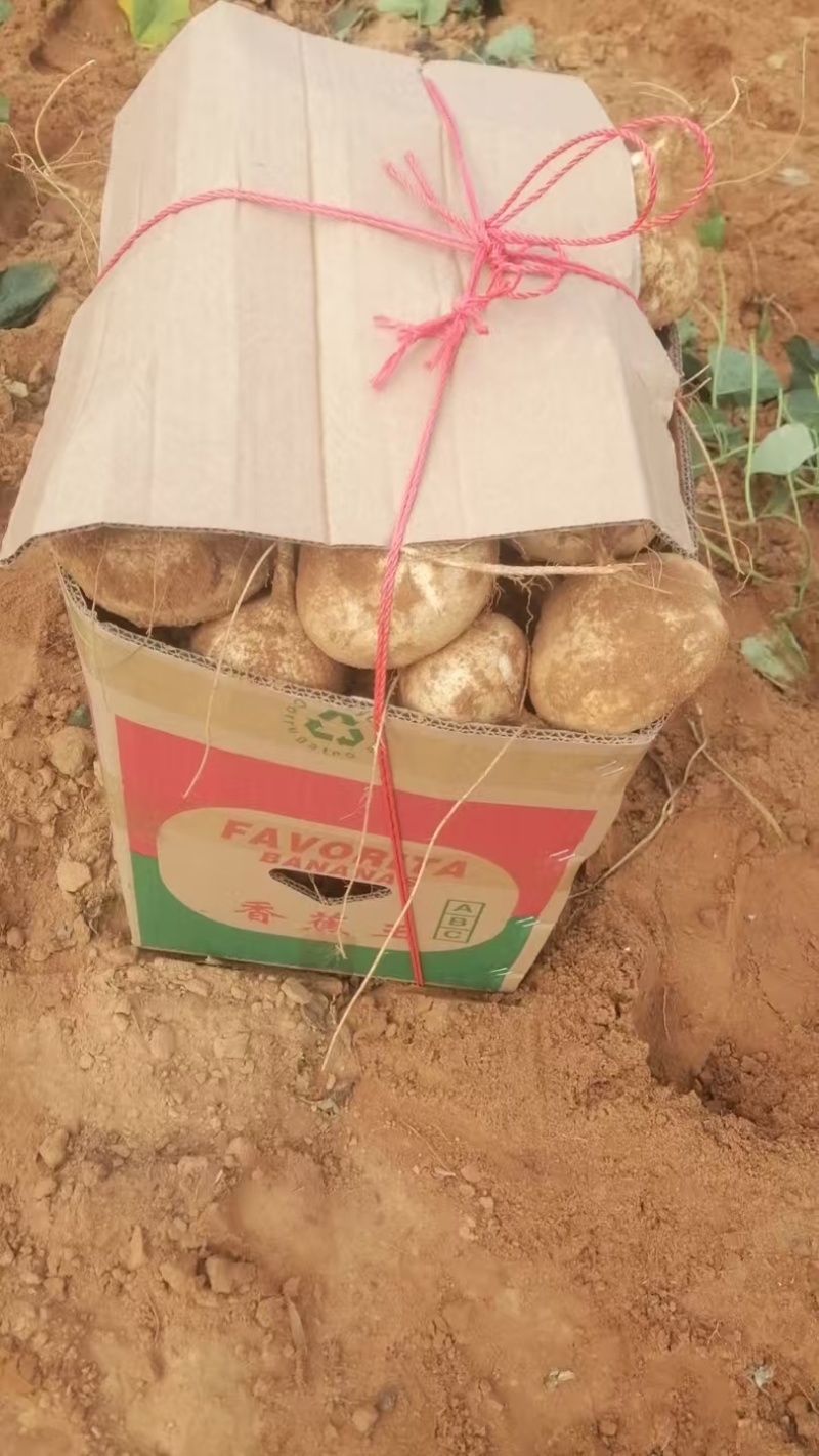 广东凉薯产地常年大量供应凉薯（白地瓜、豆薯）量大从优