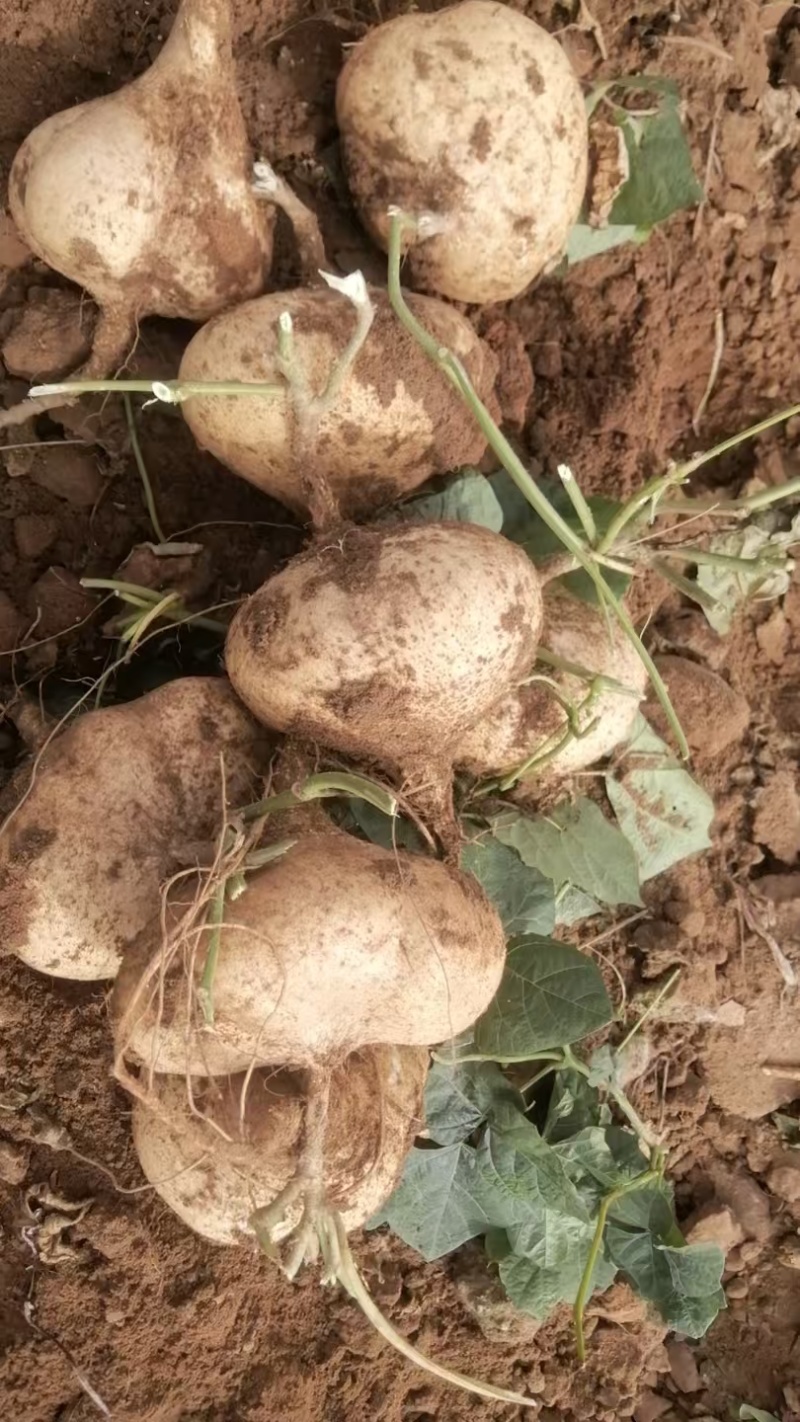 广东凉薯产地常年大量供应凉薯（白地瓜、豆薯）量大从优