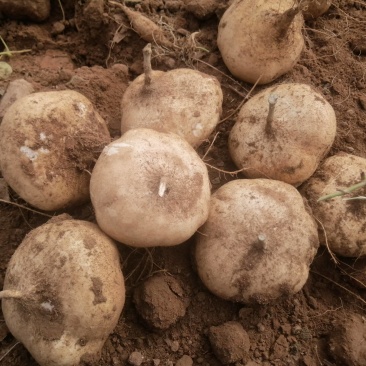 广东凉薯产地常年大量供应凉薯（白地瓜、豆薯）量大从优