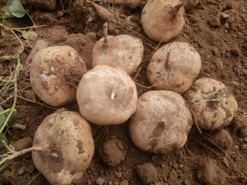 广东凉薯产地常年大量供应凉薯（白地瓜、豆薯）量大从优