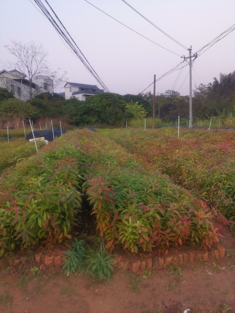 广西木荷苗，大量上市成活率高，欢迎咨询