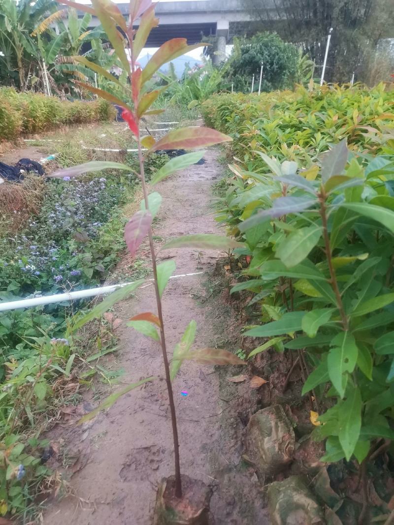 广西木荷苗，大量上市成活率高，欢迎咨询