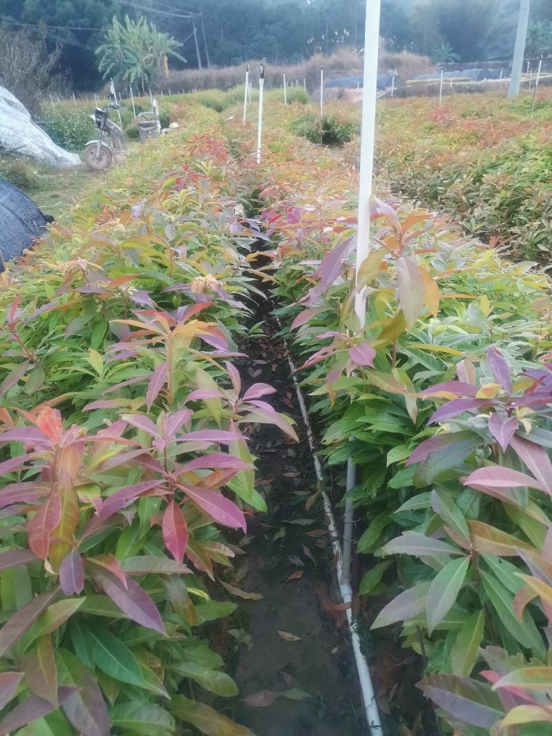 广西木荷苗，大量上市成活率高，欢迎咨询