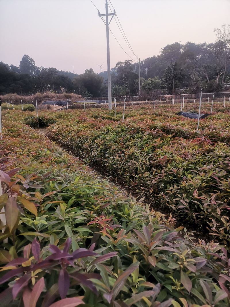 广西木荷苗，大量上市成活率高，欢迎咨询