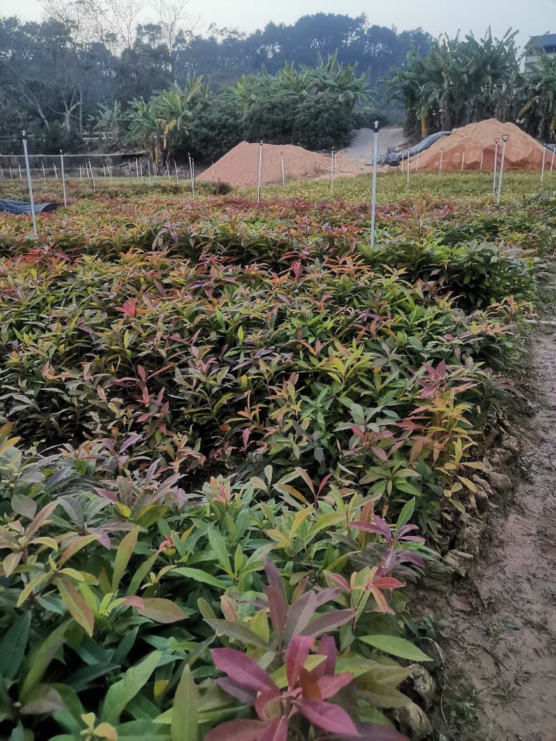 广西木荷苗，大量上市成活率高，欢迎咨询