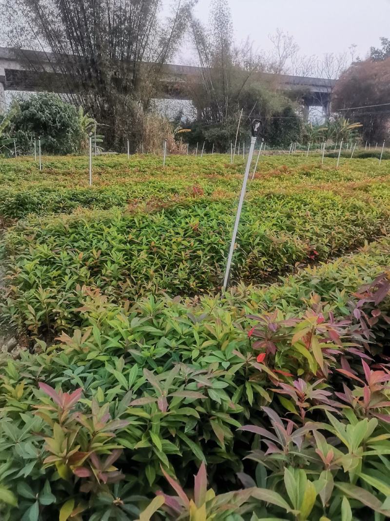 广西木荷苗，大量上市成活率高，欢迎咨询