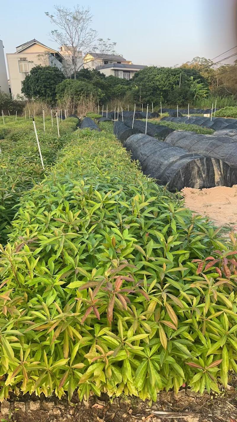 广西木荷苗，大量上市成活率高，欢迎咨询
