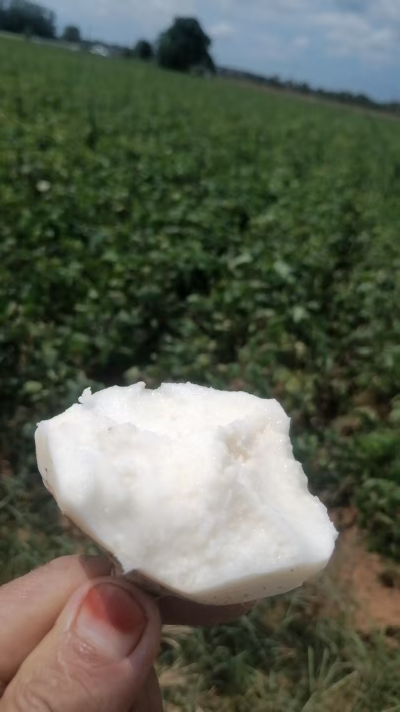【精选】广东豆薯凉薯基地直发全年供应量大从优