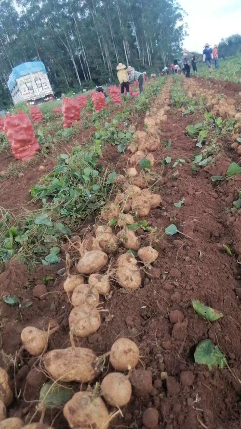 【精选】广东豆薯凉薯基地直发全年供应量大从优