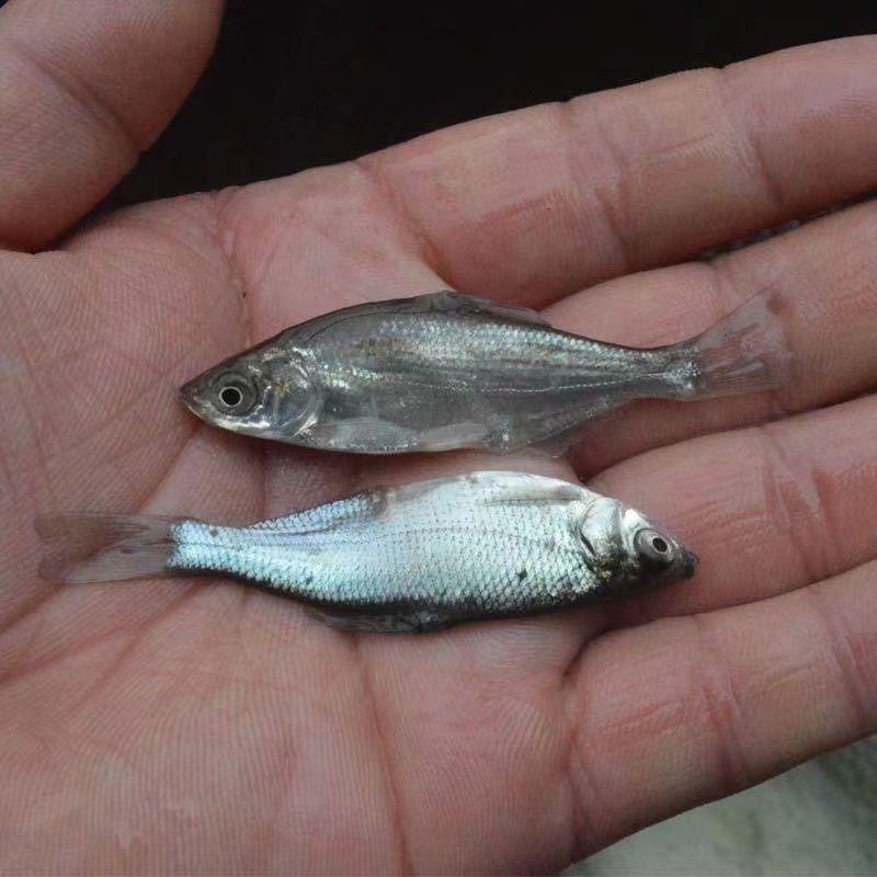 扁鱼苗鳊鱼苗渔场直发交货便利按需配货