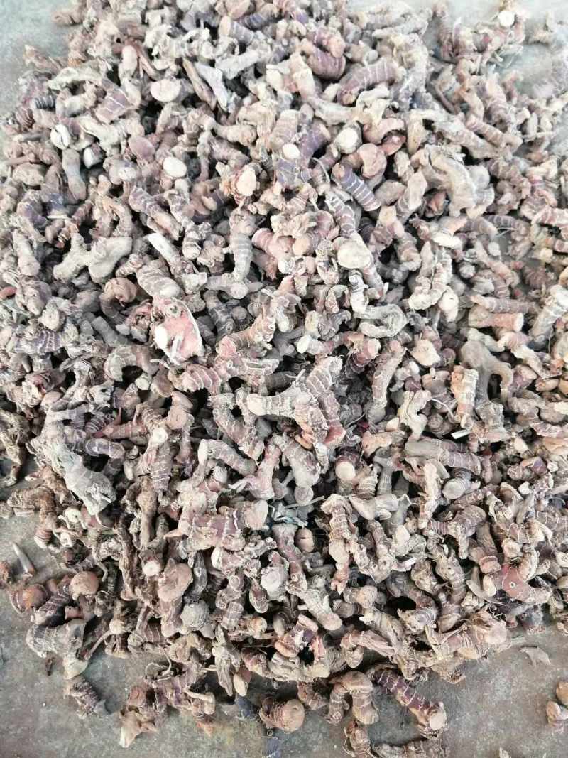 【推荐】广东无硫良姜个条饱满量大从优全年供应保质保量