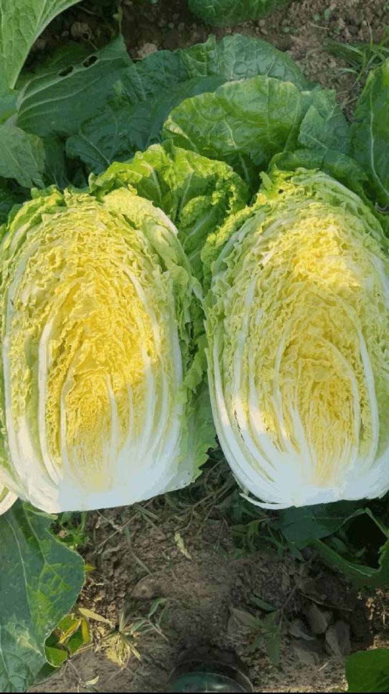 湖北潜江新鲜黄心白菜，口感脆嫩，营养丰富欢迎来电洽谈