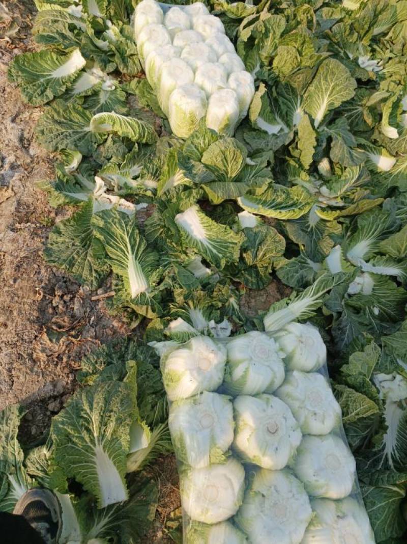 湖北潜江新鲜黄心白菜，口感脆嫩，营养丰富欢迎来电洽谈