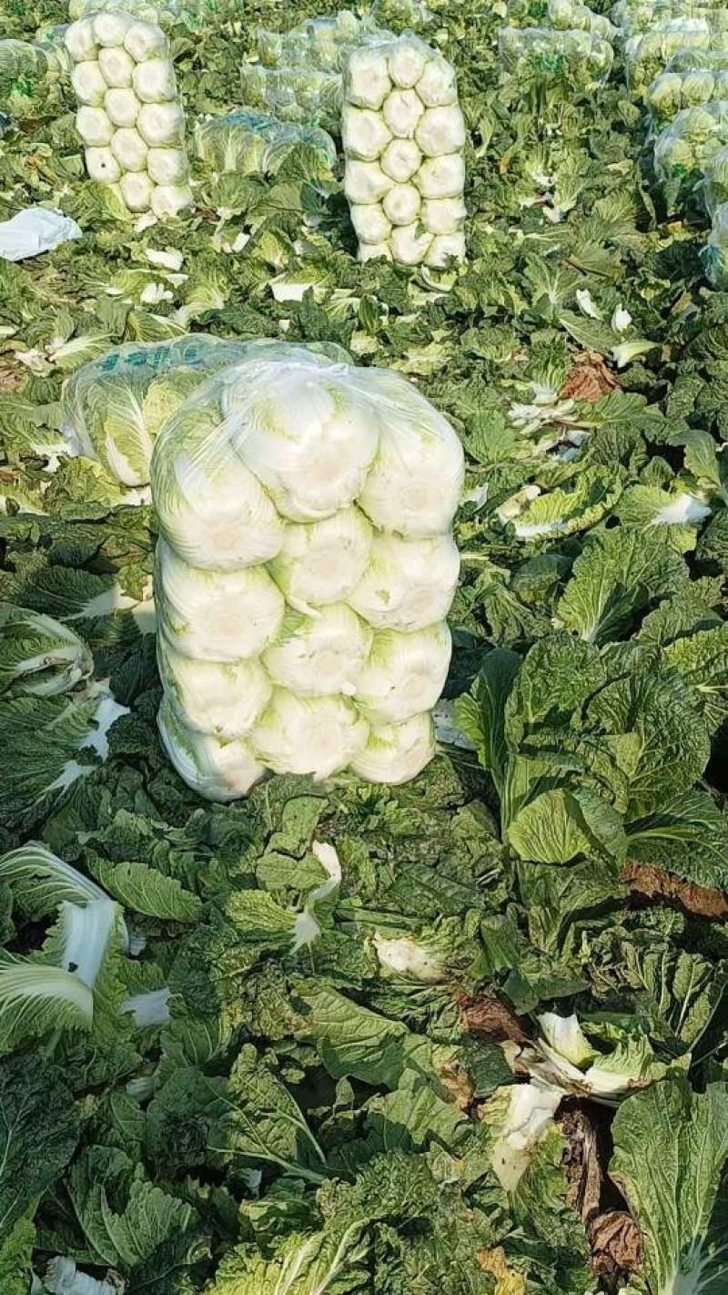 湖北潜江新鲜黄心白菜，口感脆嫩，营养丰富欢迎来电洽谈