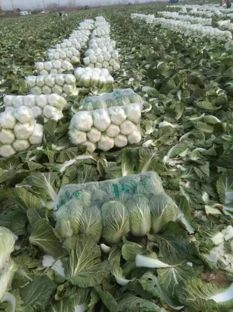 湖北潜江新鲜黄心白菜，口感脆嫩，营养丰富欢迎来电洽谈
