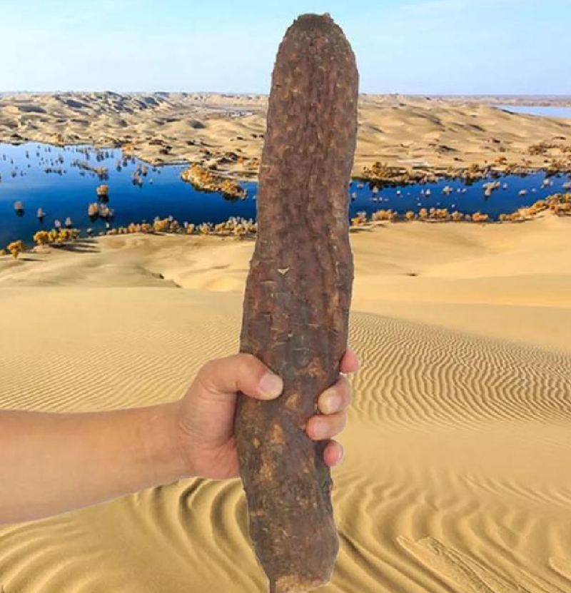 肉丛蓉大云个大云片各种规格，多种药材批发代加打粉压片