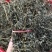 晒干罗勒叶