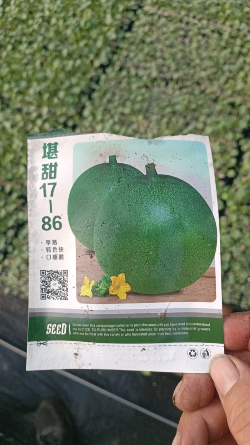 直播/嫁接绿宝甜瓜苗苗厂只发现挖现发优质高产抗病