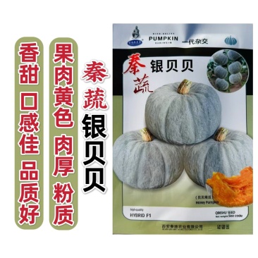 秦蔬银贝贝南瓜种子香甜粉糯银栗南瓜种子果肉黄色小贝贝南瓜