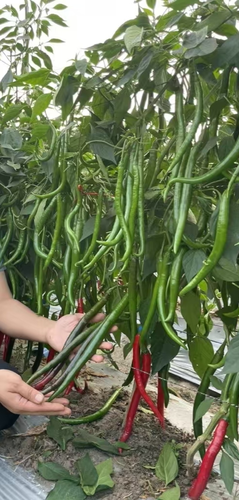 线椒苗苗厂直销先挖现卖品种保证质量上等