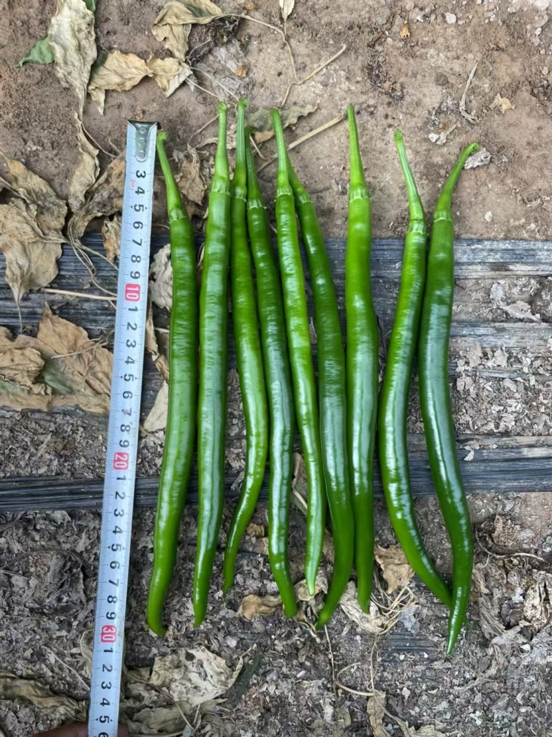 线椒苗苗厂直销先挖现卖品种保证质量上等