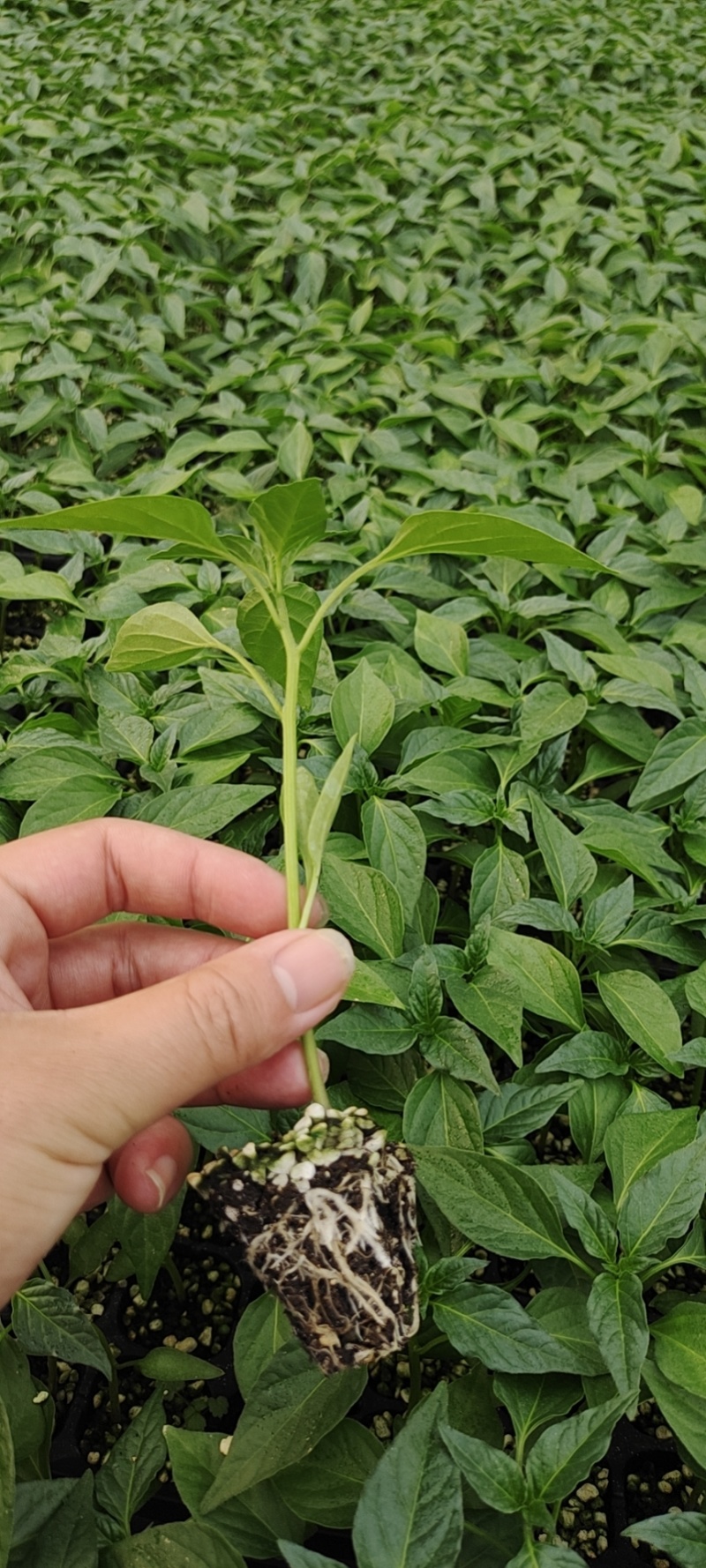 线椒苗苗厂直销先挖现卖品种保证质量上等