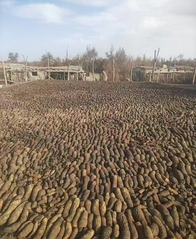 新疆肉苁蓉一手货源品质保障欢迎客商电话订货