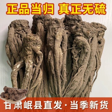 岷县当归野生人工种植正品当归协助装车包邮无硫