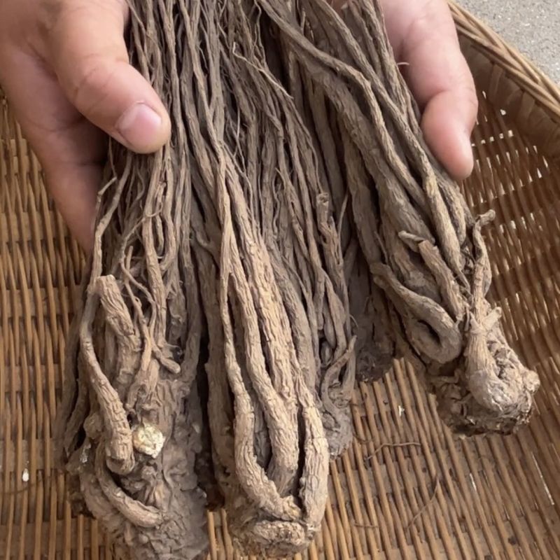 岷县当归野生人工种植正品当归协助装车包邮无硫
