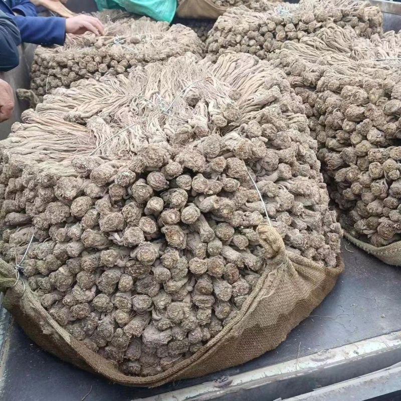 岷县当归野生人工种植正品当归协助装车包邮无硫
