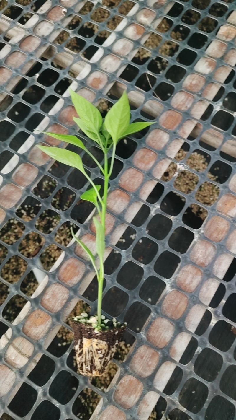 螺丝椒苗优质，高产，抗病，大果螺丝椒苗。全螺螺丝椒苗