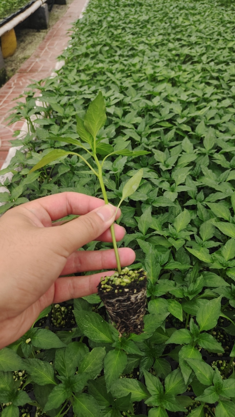 螺丝椒苗优质，高产，抗病，大果螺丝椒苗。全螺螺丝椒苗