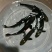 安徽黑鱼苗乌鱼苗渔场直供按需配货走货便利包服务